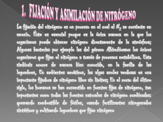 PROCESOS PRINCIPALES DEL CICLO DEL NITRÓGENOLos procesos principales que componen el ciclo del nitrógeno que pasa por la bioesfera, la atmósfera y la geoesfera son cinco: 1. la fijación del nitrógeno2. la toma de nitrógeno (crecimiento de organismos) 3. la mineralización del nitrógeno (desintegracion)4. la nitrificación 5. la denitrificación. 