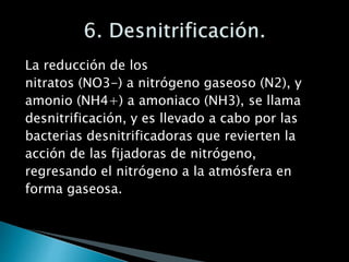 La reducción de los
nitratos (NO3-) a nitrógeno gaseoso (N2), y
amonio (NH4+) a amoniaco (NH3), se llama
desnitrificación, y es llevado a cabo por las
bacterias desnitrificadoras que revierten la
acción de las fijadoras de nitrógeno,
regresando el nitrógeno a la atmósfera en
forma gaseosa.
 