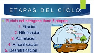  El ciclo del nitrógeno tiene 5 etapas:
1. Fijación
2. Nitrificación
3. Asimilación
4. Amonificación
5. Desnitrificación
E T A P A S D E L C I C L O:
 