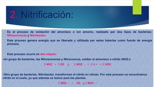  Es el proceso de oxidación del amoníaco o ion amonio, realizado por dos tipos de bacterias:
Nitrosomonas y Nitrobacter.
 Este proceso genera energía que es liberada y utilizada por estas baterías como fuente de energía
primaria.
 Este proceso ocurre en dos etapas:
-Un grupo de bacterias, las Nitrosomonas y Nitrococcus, oxidan el amoniaco a nitrito (NO2-):
2 NH3 + 3 O2 g 2 NO2 - + 2 H + + 2 H2O
-Otro grupo de bacterias, Nitrobacter, transforman el nitrito en nitrato. Por este proceso no encontramos
nitrito en el suelo, ya que además es toxico para las plantas.
2 NO2 - + O2 g 2 NO3 –
2. Nitrificación:
 