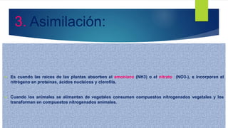 Es cuando las raíces de las plantas absorben el amoníaco (NH3) o el nitrato (NO3-), e incorporan el
nitrógeno en proteínas, ácidos nucleicos y clorofila.
 Cuando los animales se alimentan de vegetales consumen compuestos nitrogenados vegetales y los
transforman en compuestos nitrogenados animales.
3. Asimilación:
 