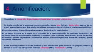  Consiste en la conversión de compuestos nitrogenados orgánicos en amoníaco.
 Se inicia cuando los organismos producen desechos como urea (orina) y ácido úrico (excreta de las
aves), sustancias que son degradadas para liberar como amoníaco el nitrógeno en el ambiente abiótico.
-El amoníaco queda disponible para los procesos de nitrificación y asimilación.
-El nitrógeno presente en el suelo es el resultado de la descomposición de materiales orgánicos y se
encuentra en forma de compuestos orgánicos complejos, como proteínas, aminoácidos, ácidos nucleicos y
nucleótidos, que son degradados a compuestos simples por microorganismos (bacterias y hongos) que se
encuentran en el suelo.
 Estos microorganismos usan las proteínas y los aminoácidos para producir sus propias proteínas y
liberan el exceso de nitrógeno en forma de amoníaco (NH3) o ion amonio (NH4+).
4. Amonificación:
 