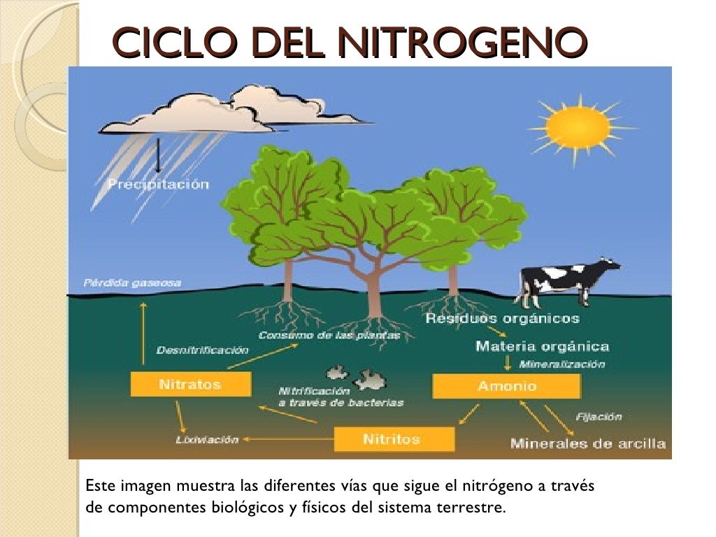 Ciclo Del Nitrogeno1