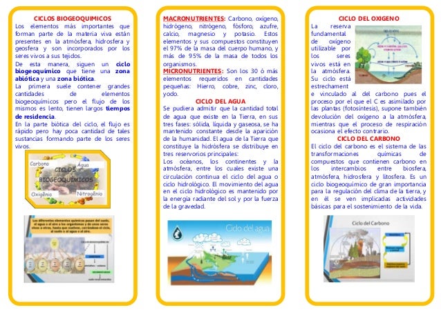 triptico sobre la respiracion ciclo nitrogeno biogeoquimoco triptico triptico sobre la respiracion ciclo nitrogeno biogeoquimoco triptico