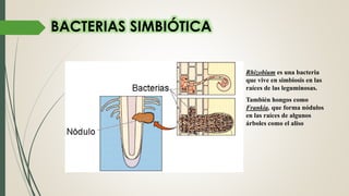 Rhizobium es una bacteria
que vive en simbiosis en las
raíces de las leguminosas.
También hongos como
Frankia, que forma nódulos
en las raíces de algunos
árboles como el aliso
BACTERIAS SIMBIÓTICA
 
