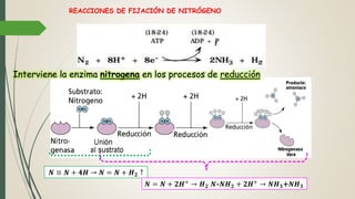REACCIONES DE FIJACIÓN DE NITRÓGENO
𝑵 ≡ 𝑵 + 𝟒𝑯 → 𝑵 = 𝑵 + 𝑯 𝟐 ↑
𝑵 = 𝑵 + 𝟐𝑯+ → 𝑯 𝟐 𝑵-𝑵𝑯 𝟐 + 𝟐𝑯+ → 𝑵𝑯 𝟑+𝑵𝑯 𝟑
Interviene la enzima nitrogena en los procesos de reducción
 