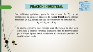 FIJACIÓN INDUSTRIAL
Por métodos químicos para la conversión de 𝑁2 a un
compuesto, tal como el proceso de Haber-Bosch para obtener
amoniaco (𝑁𝐻3), el que a su vez se convierten en fertilizantes.
𝑵 𝟐 + 3𝑯 𝟐 → 𝟐𝑵𝑯 𝟑
• El abono excesivo trae consigo una liberación de 𝑁2 𝑂 a la
atmosfera y además favorece el crecimiento de determinadas
plantas que agotan otros nutrientes. El resultado: perdida de
fertilidad del suelo.
 