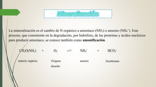  Mineralización
La mineralización es el cambio de N orgánico a amoníaco (NH3) o amonio (NH4
+
). Este
proceso, que consistente en la degradación, por hidrólisis, de las proteínas y ácidos nucleicos
para producir amoniaco, se conoce también como amonificación.
CH2O(NH3) + O2 --> NH4
+
+ HCO3
-
materia orgánica oxígenodisuelto amonio bicarbonato
CH2O(NH3) + O2 --> NH4
+
+ HCO3
-
materia orgánica Oxígeno
disuelto
amonio bicarbonato
 