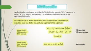 La nitrificación consiste en la oxidación biológica del amonio (NH4
+), primero a
nitrito (NO2
-) y luego a nitrato (NO3
-), con la intervención de las bacterias
nitrificantes del suelo.
La nitrificación se puede describir como dos reacciones de oxidación
parciales, cada una de las cuales tiene lugar de forma separada:
oxidación del
NH4 (amonio) a
NO2
-
(nitrito)
oxidación del
NO2
-
(nitrito) a
NO3 (nitrato)
Nitrobacter
Nitrosomas
Nitrosococcus
 