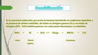  Desnitrificación
Es la conversión (reducción), por acción de bacterias heterótrofas en condiciones anaerobias y
en presencia de carbono asimilable, del nitrato en nitrógeno gaseoso (N2) o en óxidos de
nitrógeno (NO2
-
, N2O) también gaseosos, los cuales pasan directamente a la atmósfera.
4NO3
-
+ 5C + H2O --> 2N2(g) + 4HCO3
-
+ CO2
nitrato Materia
orgánica
bicarbonato
 