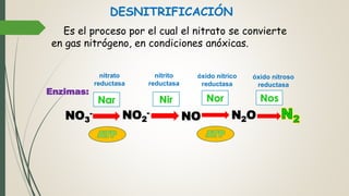 DESNITRIFICACIÓN
Es el proceso por el cual el nitrato se convierte
en gas nitrógeno, en condiciones anóxicas.
NO3
- NO2
-
NO N2O
Nar
ATP ATP
NosNorNir
Enzimas:
nitrato
reductasa
nitrito
reductasa
óxido nítrico
reductasa
óxido nitroso
reductasa
 