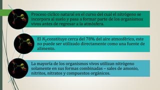 Proceso cíclico natural en el curso del cual el nitrógeno se
incorpora al suelo y pasa a formar parte de los organismos
vivos antes de regresar a la atmósfera.
El 𝑁2constituye cerca del 78% del aire atmosférico, este
no puede ser utilizado directamente como una fuente de
alimento.
La mayoría de los organismos vivos utilizan nitrógeno
solamente en sus formas combinadas – sales de amonio,
nitritos, nitratos y compuestos orgánicos.
 