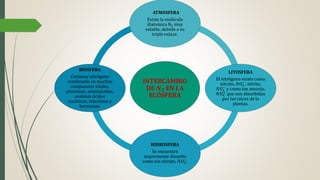 INTERCAMBIO
DE 𝑵 𝟐 EN LA
ECÓSFERA
ATMOSFERA
Existe la molécula
diatomica 𝑁2 muy
estable, debido a su
triple enlace.
LITOSFERA
El nitrógeno existe como
nitrato, 𝑁𝑂3
−
, nitrito,
𝑁𝑂2
−
y como ion amonio,
𝑁𝐻4
+
que son absorbidas
por las raíces de la
plantas.
HIDROSFERA
Se encuentra
mayormente disuelto
como ion nitrato, 𝑁𝑂3
−
.
BIOSFERA
Contiene nitrógeno
combinado en muchos
compuestos vitales,
proteínas, aminoácidos,
enzimas ácidos
nucleicos, vitaminas y
hormonas.
 