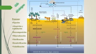 Procesos:
•Fijación
•Absorción y
Asimilación
•Descomposición
•Mineralización
•Nitrificación
•Desnitrificación
•Volatilización
 