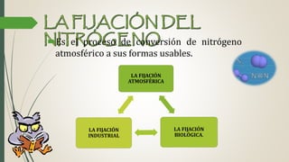 Es el proceso de conversión de nitrógeno
atmosférico a sus formas usables.
LA FIJACIÓN
ATMOSFÉRICA
LA FIJACIÓN
BIOLÓGICA.
LA FIJACIÓN
INDUSTRIAL
 