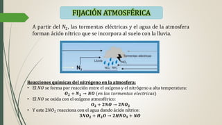 FIJACIÓN ATMOSFÉRICA
A partir del 𝑁2, las tormentas eléctricas y el agua de la atmosfera
forman ácido nítrico que se incorpora al suelo con la lluvia.
Reacciones químicas del nitrógeno en la atmosfera:
• El 𝑁𝑂 se forma por reacción entre el oxígeno y el nitrógeno a alta temperatura:
𝑶 𝟐 + 𝑵 𝟐 → 𝑵𝑶 (𝑒𝑛 𝑙𝑎𝑠 𝑡𝑜𝑟𝑚𝑒𝑛𝑡𝑎𝑠 𝑒𝑙𝑒𝑐𝑡𝑟𝑖𝑐𝑎𝑠)
• El 𝑁𝑂 se oxida con el oxígeno atmosférico:
𝑶 𝟐 + 𝟐𝑵𝑶 → 𝟐𝑵𝑶 𝟐
• Y este 2𝑁𝑂2 reacciona con el agua dando ácido nítrico:
𝟑𝑵𝑶 𝟐 + 𝑯 𝟐 𝑶 → 𝟐𝑯𝑵𝑶 𝟑 + 𝑵𝑶
 