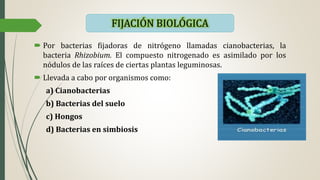  Por bacterias fijadoras de nitrógeno llamadas cianobacterias, la
bacteria Rhizobium. El compuesto nitrogenado es asimilado por los
nódulos de las raíces de ciertas plantas leguminosas.
 Llevada a cabo por organismos como:
a) Cianobacterias
b) Bacterias del suelo
c) Hongos
d) Bacterias en simbiosis
FIJACIÓN BIOLÓGICA
 