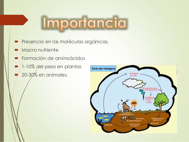 Ciclo del nitrogeno y su importancia