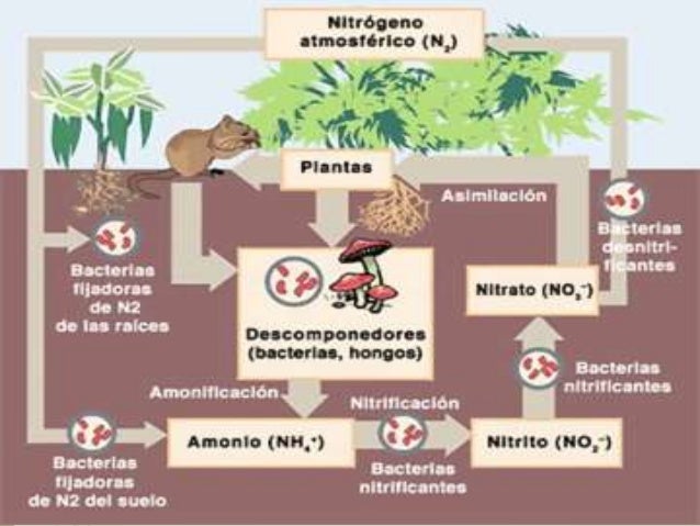 Ciclo del nitrogeno y su importancia