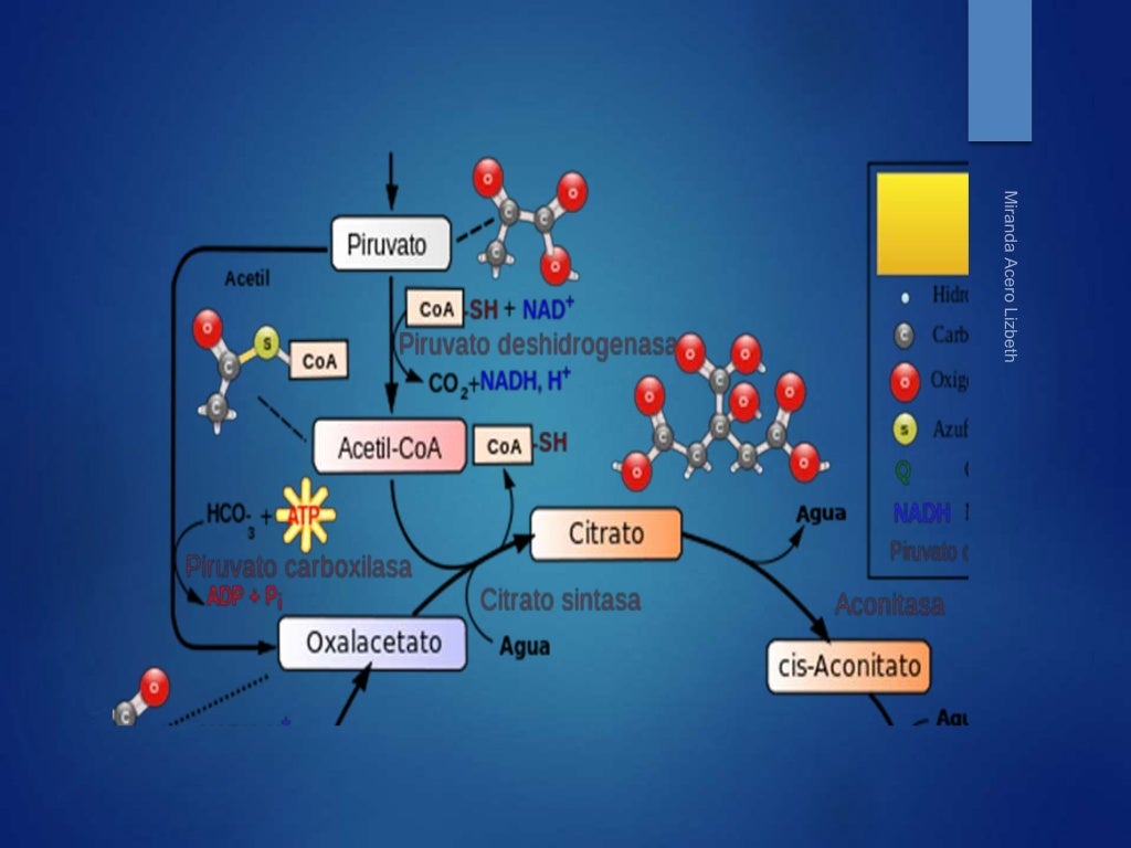 Ciclo De Los Acidos Tricarboxilicos