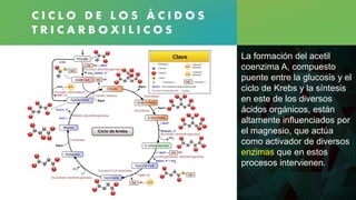 C I C L O D E L O S Á C I D O S
T R I C A R B O X I L I C O S
La formación del acetil
coenzima A, compuesto
puente entre la glucosis y el
ciclo de Krebs y la síntesis
en este de los diversos
ácidos orgánicos, están
altamente influenciados por
el magnesio, que actúa
como activador de diversos
enzimas que en estos
procesos intervienen.
 