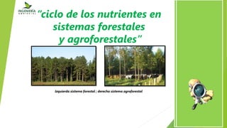 “ciclo de los nutrientes en
sistemas forestales
y agroforestales”
Izquierda sistema forestal ; derecha sistema agroforestal
 