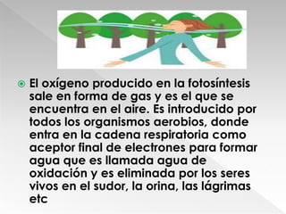  El oxígeno producido en la fotosíntesis
sale en forma de gas y es el que se
encuentra en el aire. Es introducido por
todos los organismos aerobios, donde
entra en la cadena respiratoria como
aceptor final de electrones para formar
agua que es llamada agua de
oxidación y es eliminada por los seres
vivos en el sudor, la orina, las lágrimas
etc
 