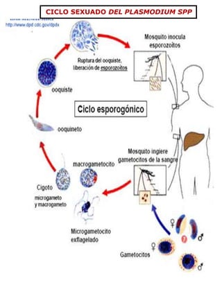 -438150208280 CICLO SEXUADO DEL PLASMODIUM SPP <br /> CICLO ASEXUADO DEL PLASMODIUM SPP<br />-438150405765<br />MALARIA O PALUDISMO<br />La  Malaria, también llamada Paludismo; es una enfermedad producida por un parásito llamado Plasmodium, y es transmitido de persona a persona solo a través de la picadura de un mosquito hembra portadora de la enfermedad, llamado Anopheles <br /> EL CICLO DE VIDA DEL PLASMODIUM   Este parásito presenta un ciclo de vida dividido en dos:<br />CICLO  ASEXUAL  O ESQUIZOGÓNICO Se produce en algunos vertebrados como, por ejemplo, el hombre. Este ciclo se divide en dos fases:<br />CICLO EXOERITROCÍTICO  (Fuera del glóbulo rojo)<br />Las larvas del mosquito Anopheles se desarrollan en reservorios de agua.<br />El ciclo se inicia cuando el  mosquito hembra Anopheles pica a una persona inyectando los esporozoitos.<br />Los esporozoitos pasan al hígado, penetrando las células hepáticas donde se desarrollan, se multiplican de manera asexual y dan origen a la forma parasitaria llamada merozoitos.<br />Los merozoitos hepáticos pueden infectar otras células hepáticas o penetrar al torrente sanguíneo invadiendo los glóbulos rojos.<br />CICLO  ERITROCÍTICO  (Dentro de los glóbulos rojos)<br />Los merozoitos que invaden los glóbulos rojos, evolucionan dando origen a una forma parasitaria conocida como Esquizonte, el cual se divide y multiplica dando origen a otros merozoitos, llamados merozoitos sanguíneos.<br />Los merozoitos sanguíneos son liberados en la sangre al romperse los glóbulos rojos y comienza otro ciclo esquizogónico o asexual.<br />Los gametocitos (células sexuales masculinas y femeninas),  es una forma de evolución de los merozoitos, que igualmente son liberados al torrente sanguíneo al romperse los glóbulos rojos.<br />CICLO  SEXUAL O ESPOROGÓNICO<br />Se produce dentro del zancudo Anopheles. El  proceso dura de 7 a 14 días.<br />El ciclo se inicia cuando los gametocitos que circulan en la sangre de una persona infectada pueden pasar el mosquito hembra Anopheles en el momento que ésta lo pica para alimentarse.<br />Una vez en el estómago del zancudo, los gametocitos evolucionan  formando un microgameto o gameto masculino (que es largo y móvil) y el macrogameto  o  gameto femenino, que es grande y redondo.<br />Al  unirse los micro y macrogametos se forma el huevo o Cigote, que es móvil y recibe el nombre de Ooquineto.<br />Los Ooquinetos se enquistan en las paredes del intestino del zancudo, y se transforman en Ooquistes.<br />Los Ooquistes se desarrollan para producir los esporozoitos que viajan por el sistema circulatorio del Anopheles para invadir las glándulas salivales.<br />Por eso, cuando una persona es picada por una Anopheles, se infecta dando inicio a un nuevo ciclo del parásito.<br />