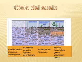 Lecho Rocoso Ciclo del suelo | PPTX