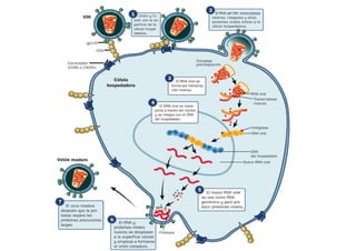 ciclo del VIH.pdf