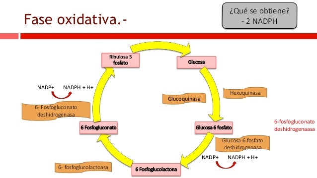 Ciclo de pentosas fosfato