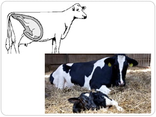 Ciclo reproductivo de la vaca