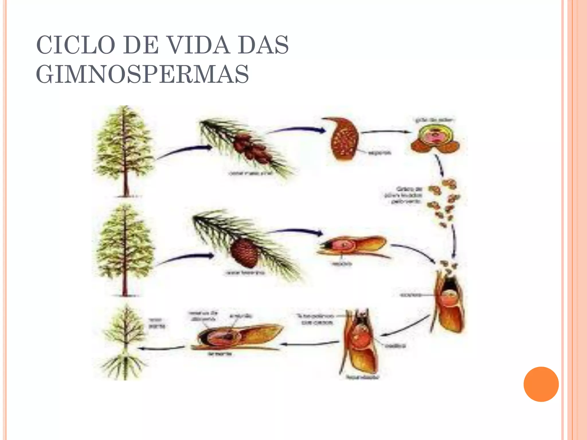 Ciclo de vida