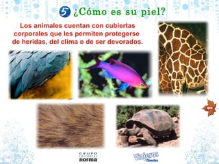Los animales cuentan con cubiertas corporales que les permiten protegerse  de heridas, del clima o de ser devorados. ¿C ómo es su piel? 