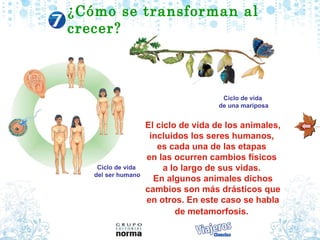 El ciclo de vida de los animales, incluidos los seres humanos,  es cada una de las etapas  en las ocurren cambios físicos  a lo largo de sus vidas.  En algunos animales dichos cambios son más drásticos que en otros. En este caso se habla de metamorfosis.   Ciclo de vida  del ser humano ¿C ómo se transforman al crecer? Ciclo de vida  de una mariposa 