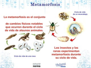 Metamorfosis La  metamorfosis  es el conjunto  de  cambios   físicos  notables  que   ocurren   durante  el  ciclo   de  vida  de  algunos   animales.  Los insectos y las ranas experimentan metamorfosis durante su ciclo de vida. Ciclo de vida  de un escarabajo Ciclo de vida de una rana 