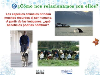 Las especies animales brindan muchos recursos al ser humano. A partir de las imágenes, ¿qué beneficios podrías nombrar?  ¿C ómo nos relacionamos con  ellos? 