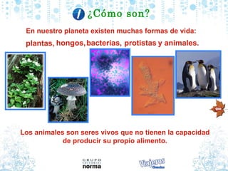 Los animales son seres vivos que no tienen la capacidad de producir su propio alimento. En nuestro planeta existen muchas formas de vida:   bacterias,  protistas y animales.  hongos,  ¿C ómo son ? plantas , 