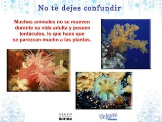 No te dejes confundir Muchos animales no se mueven  durante su vida adulta y poseen tentáculos, lo que hace que  se parezcan mucho a las plantas.  