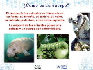 ¿C ómo es su cuerpo? El cuerpo de los animales se diferencia en  su forma, su tamaño, su textura, su color,  su cubierta protectora, entre otros aspectos.   La mayoría de los animales posee una cabeza y un cuerpo con extremidades. 
