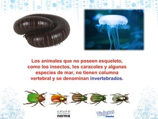 Los animales que no poseen esqueleto, como los insectos, los caracoles y algunas especies de mar, no tienen columna vertebral y se denominan   invertebrados. 