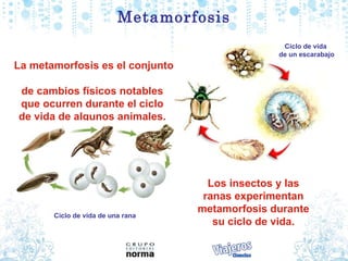 Metamorfosis La  metamorfosis  es el conjunto  de  cambios   físicos  notables  que   ocurren   durante  el  ciclo   de  v...