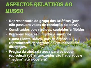 Aspectos Relativos ao MusgoRepresentante do grupo das Briófitas (por não possuem vasos de condução de seiva).Constituídos por: rizóides, caulóides e filóides.Preferem lugares húmidos e sombrios.É uma Planta Dióica, pois os órgãos reprodutores encontram-se em indivíduos diferentes.Precisa da ajuda da água para se poder reproduzir (os anterozóides são flagelados e “nadam” até à oosfera).