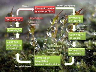 MEIOSE (pré-espórica)MitosesFormação de um novo esporófitoDiplófaseGeração EsporófitaFormação de EsporosOvo ou ZigotoEsporos libertados p/ o meio ambienteFecundaçãoGerminação de EsporosUnião dos anterozóides e do oócitoHaplófaseGeração GametófitaFormação do ProtonemaFormação do Gametófito Masculino e FemininoCom a ajuda da água