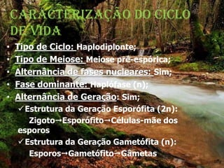 Caracterização do Ciclo de VidaTipo de Ciclo: Haplodiplonte;Tipo de Meiose: Meiose pré-espórica;Alternância de fases nucleares: Sim;Fase dominante: Haplófase (n);Alternância de Geração: Sim;Estrutura da Geração Esporófita (2n):ZigotoEsporófitoCélulas-mãe dos esporosEstrutura da Geração Gametófita (n):EsporosGametófitoGâmetas