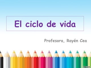 El ciclo de vida
       Profesora, Rayén Cea
 