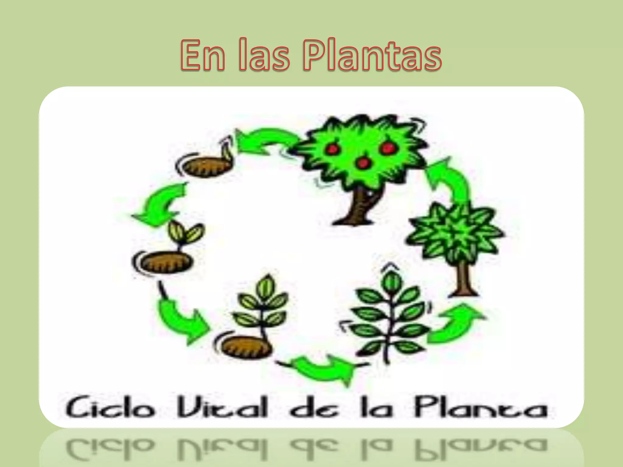 Ciclo de vida de los seres vivos | PPTX