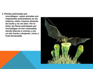 3. Plantas polinizadas por
    murciélagos - estos animales son
    importantes polinizadores en los
    trópicos, salen a buscar alimento
    de noche y no ven bien. Por lo
    tanto, las flores polinizadas por
    murciélagos no son coloreadas,
    siendo blancas o cremas y con
    un olor fuerte y atrayente, como a
    fruta fermentada.
 