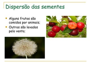 Dispersão das sementes
   Alguns frutos são
    comidos por animais;
   Outros são levados
    pelo vento;
 