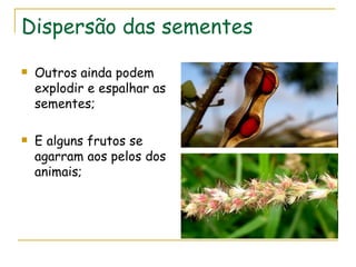 Dispersão das sementes
   Outros ainda podem
    explodir e espalhar as
    sementes;

   E alguns frutos se
    agarram aos pelos dos
    animais;
 